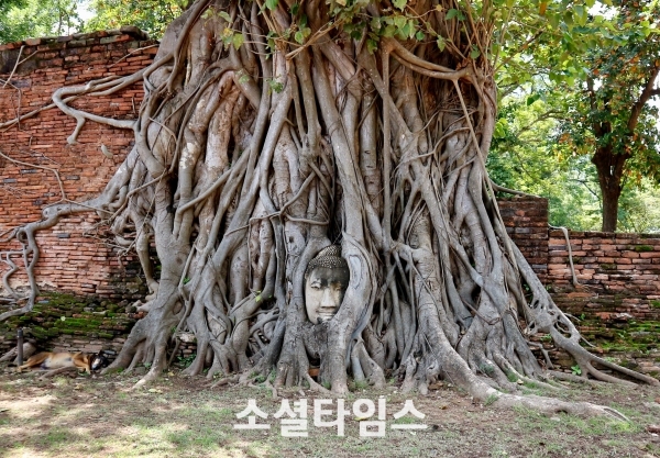 아유타야 보리수나무 속 불상이 유명한데, 미얀마 침략을 당했을 당시 잘린 불상의 머리에 오랜 시간에 걸쳐 나무가 자라면서 만들어진 형태라고 한다.​