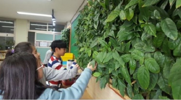 서울 삼양초등학교 교실에서 빌레나무를 이용한 시범사업 모습. 사진=국립생물자원관