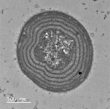 광합성 색소 막이 동심원 형태로 배열된 슈드아나배나(Pseudanabaena) 세포 횡단면 (투과전자현미경). 자료=국립생물자원관