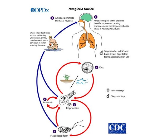 미국질병예방센터(CDC)가 밝힌 '파울러 자유아메바 생활사'. 자료=질병관리청
