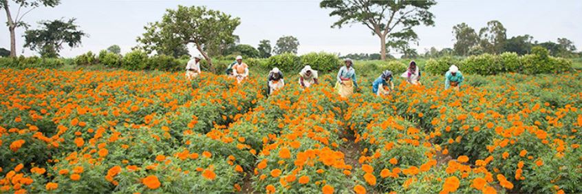 안국건강은 인도 마리골드 꽃 농장을 직접 계약해 원재료를 공급받고 있다고 밝혔다. 사진=안국건강 공식몰