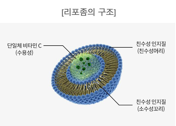 인지질의 구조