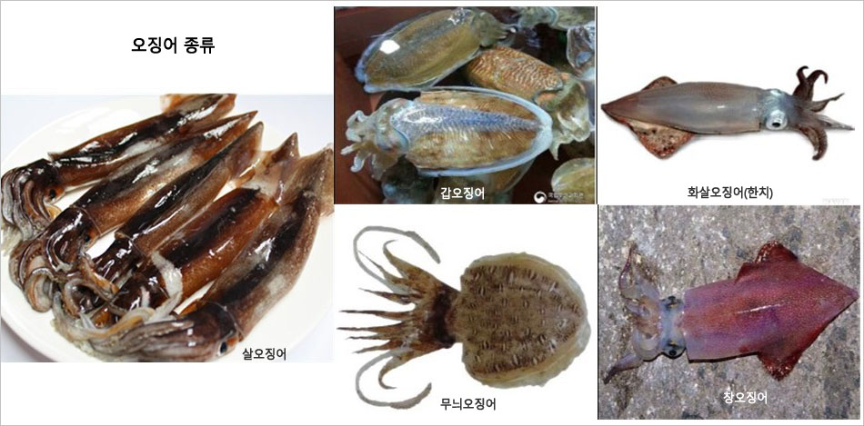 [오징어 vs 한치 분석] 단백질 타우린 풍부...치매 예방 등 어떤 효능 있나