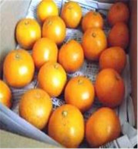 귤을 보관할 때는 산문지를 바닥에 깔고 서로 부딪히지 않게 해 통풍이 잘 되는 서늘한 곳에 둔다.<BR> 사진=한국농수산식품유통공사