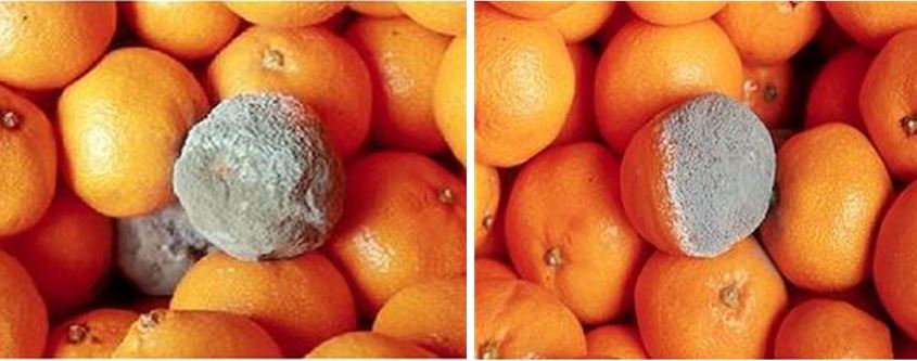 귤에 자주 발견할 수 있는 녹색곰팡이(왼쪽)과 청색곰팡이. 사진=농촌진흥청