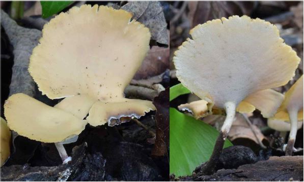 작은노란대구멍장이버섯은 울릉도에서 최초로 발견되어 국가생물종목록에 기재된 목재부후균이다. 사진=국립생물자원관