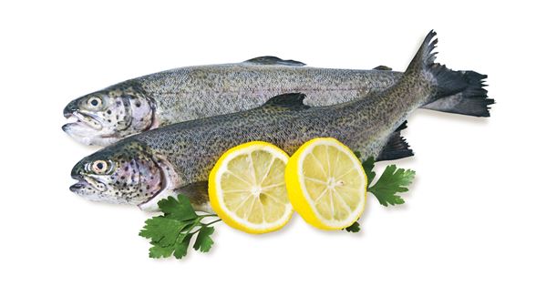 불포화지방산인 DHA, EPA 등 영양이 풍부한 송어. 사진=해양수산부