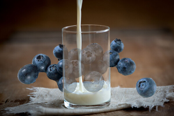 우유 속 칼슘이 블루베리의 안토시아닌과 결합해 킬레이트화 되기 때문에 각종 영양소들이 흡수되지 않고 대변으로 배출되기 쉽다. 