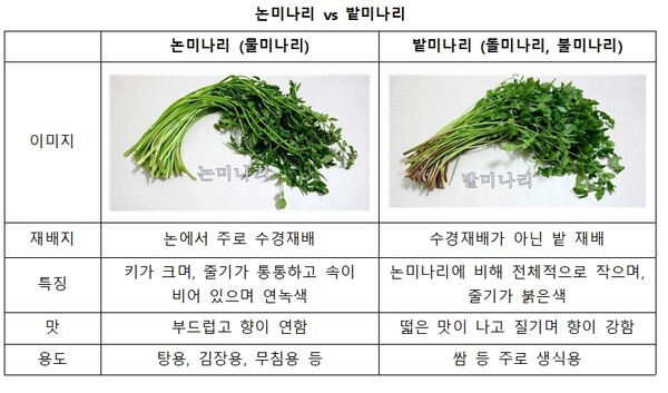 사진=한국농수산식품유통공사