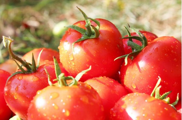  토마토는 햇볕이 들지 않고 통풍이 잘되는 상온에서 보관해야 한다. 사진=농림축산식품부